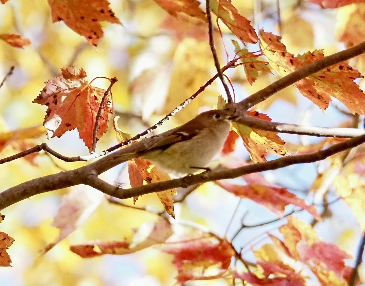 Ruby-crowned Kinglet - ML643269701