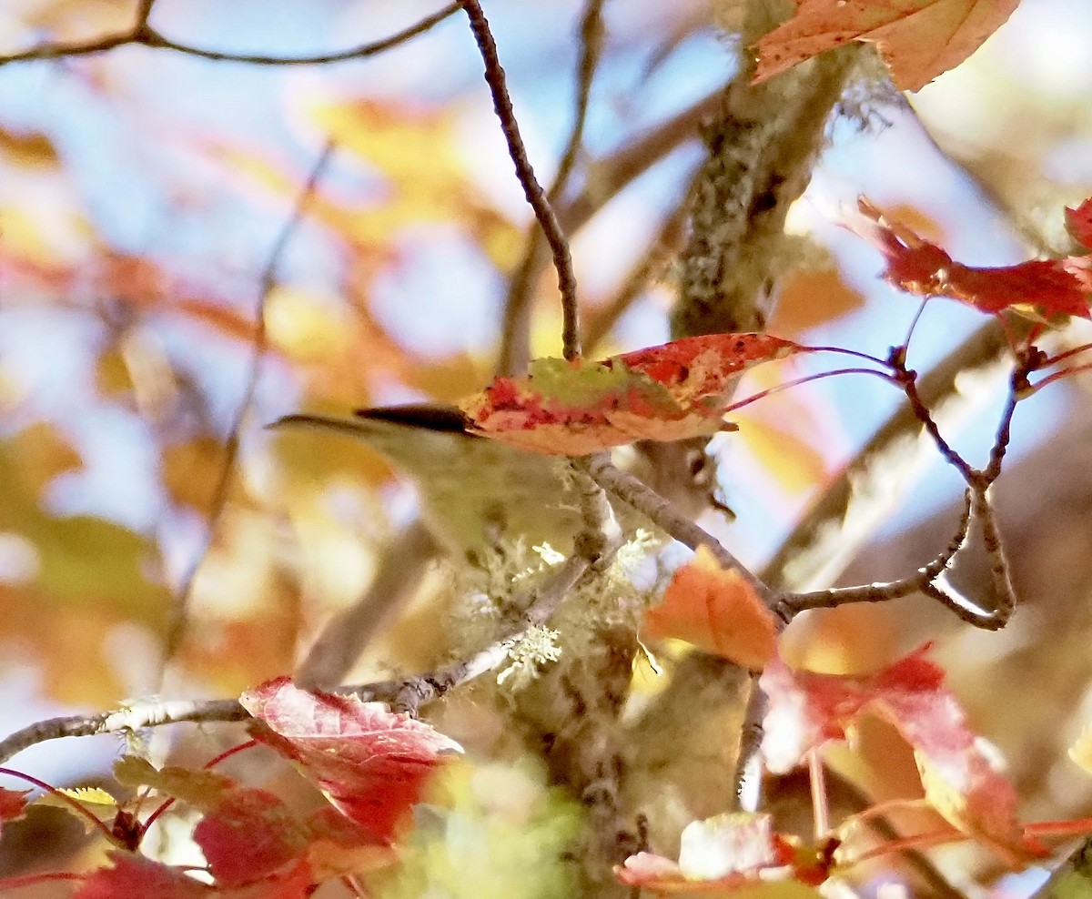 Ruby-crowned Kinglet - ML643269702
