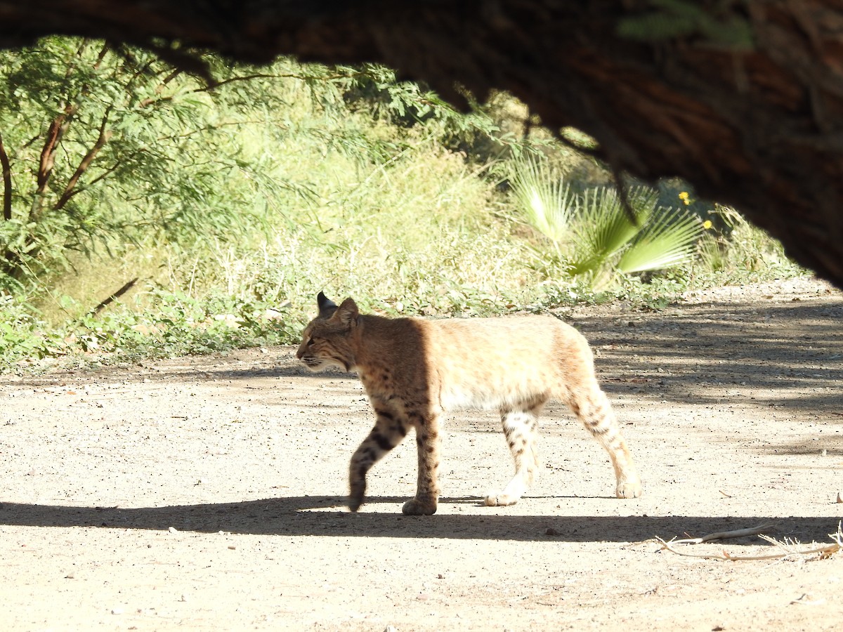 Bobcat - ML643269715