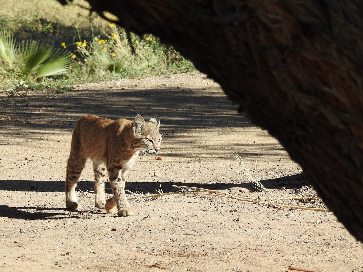 Animals - ML643269716