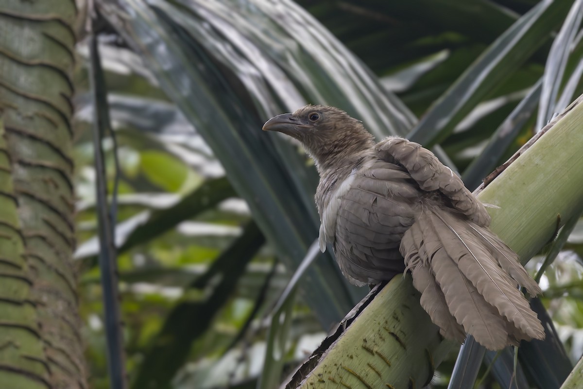 Goliath Coucal - ML643269725