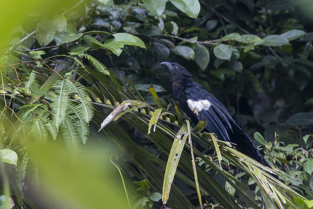 Goliath Coucal - ML643269727