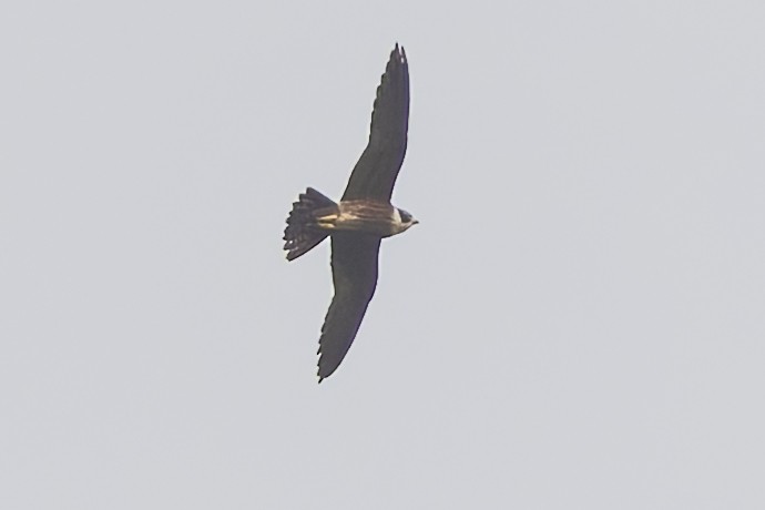 Oriental Hobby - ML643269730