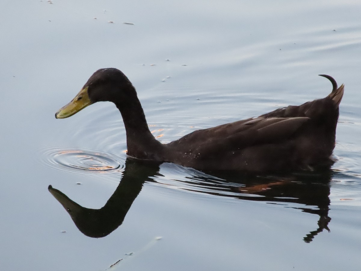 Зэрлэг нугас - ML643269735