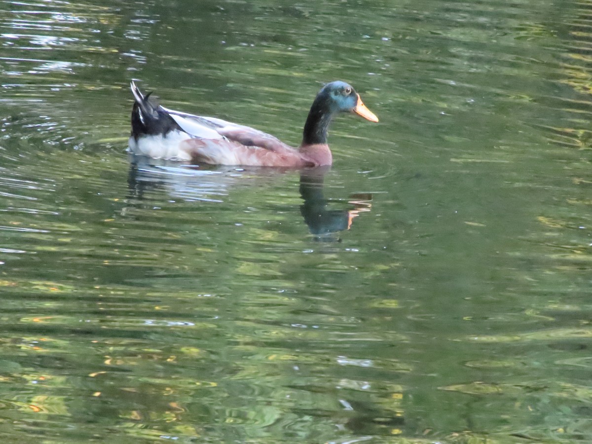 Зэрлэг нугас - ML643269736