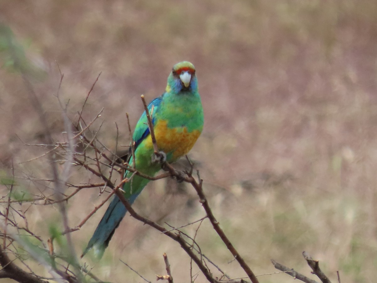 Australian Ringneck - ML643269737