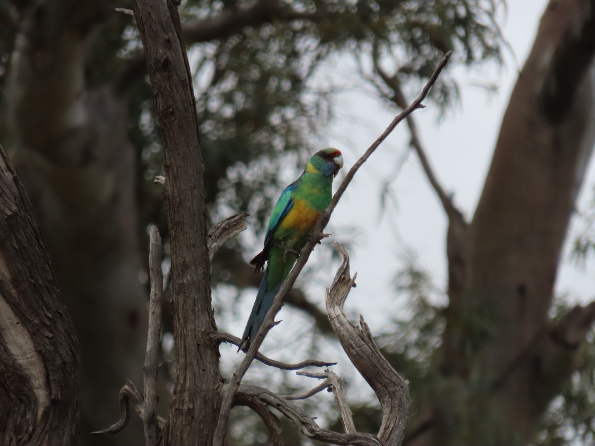 Australian Ringneck - ML643269738