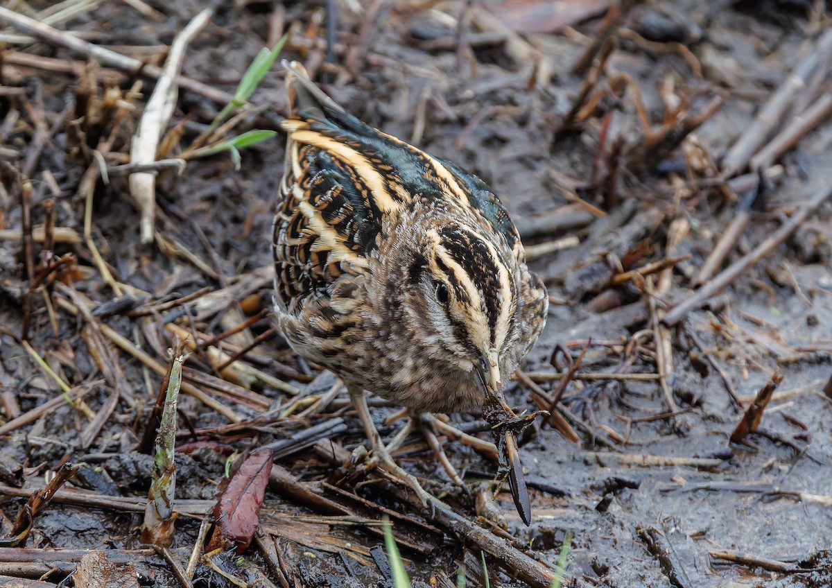 Jack Snipe - ML643269747