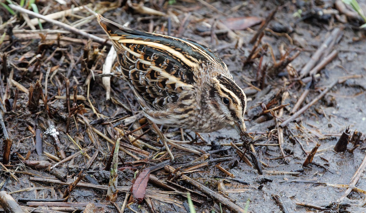 Jack Snipe - ML643269748