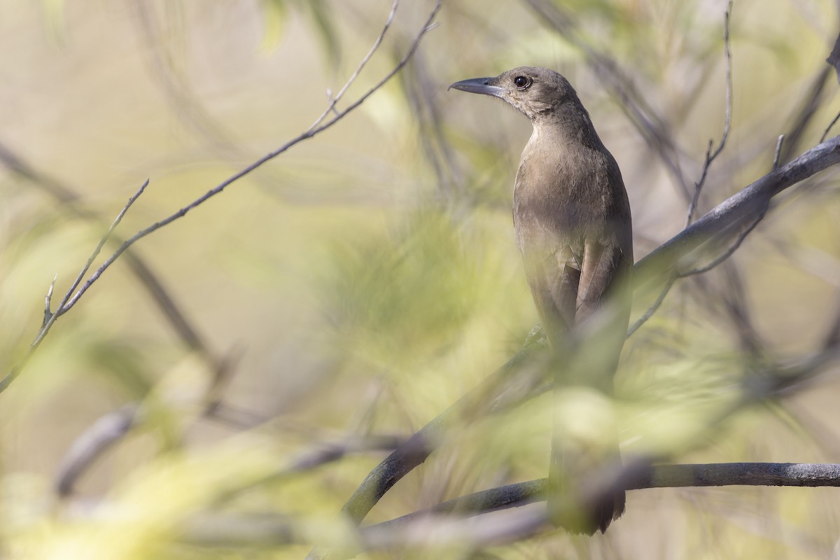 Sandstone Shrikethrush - ML643269755