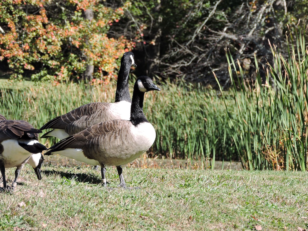 Canada Goose - ML643269802