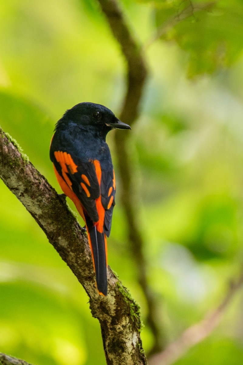 Orange Minivet - ML643269803