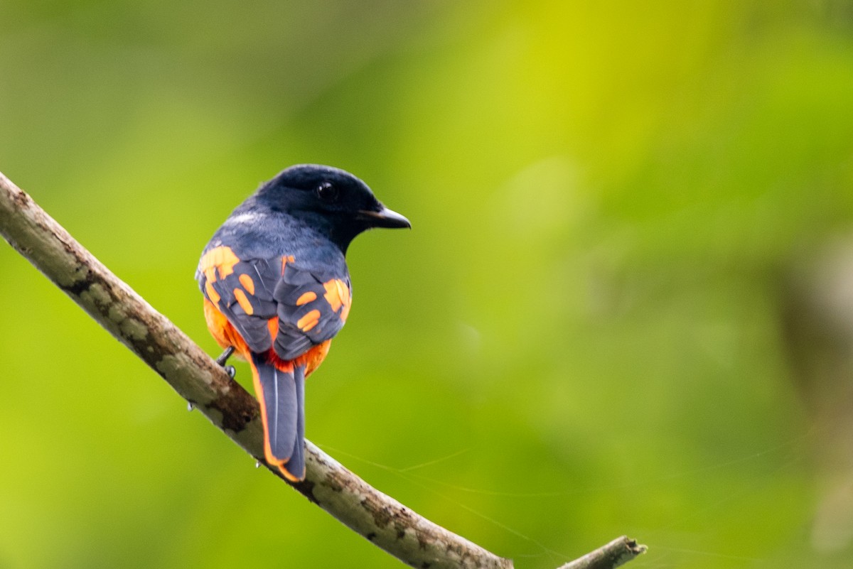 Orange Minivet - ML643269804