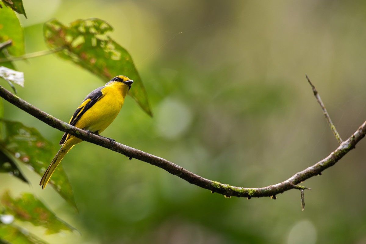 Orange Minivet - ML643269805