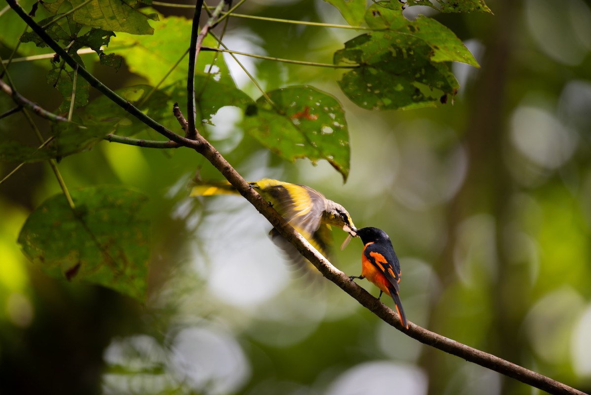 Orange Minivet - ML643269807