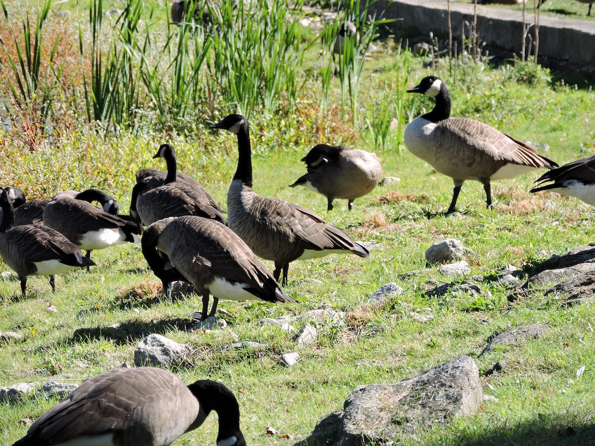 Canada Goose - ML643269811