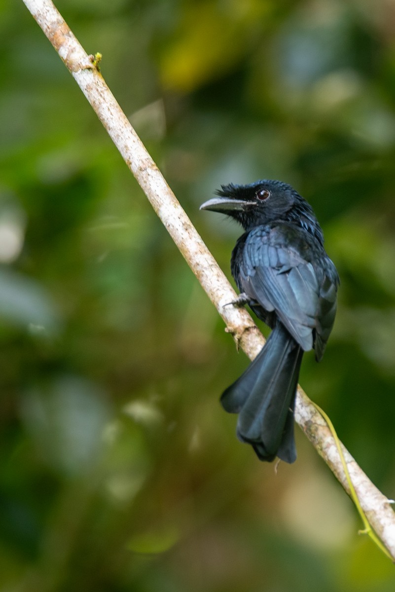 Sri Lanka Drongo - ML643269818