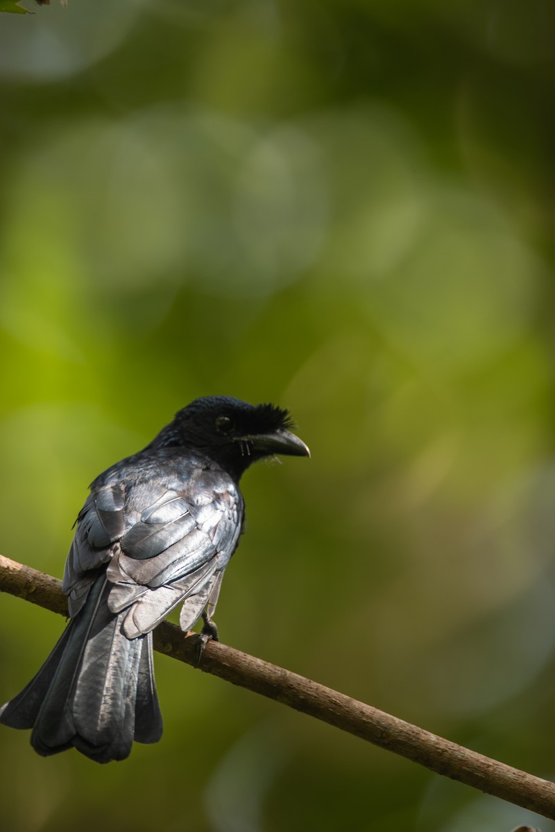 Sri Lanka Drongo - ML643269819