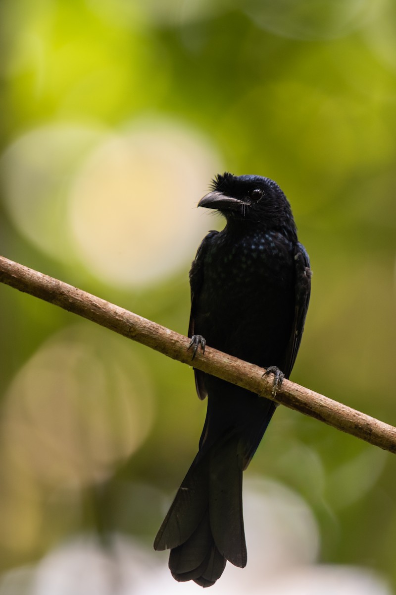 Sri Lanka Drongo - ML643269820