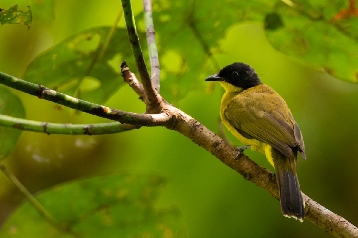 Black-capped Bulbul - ML643269822