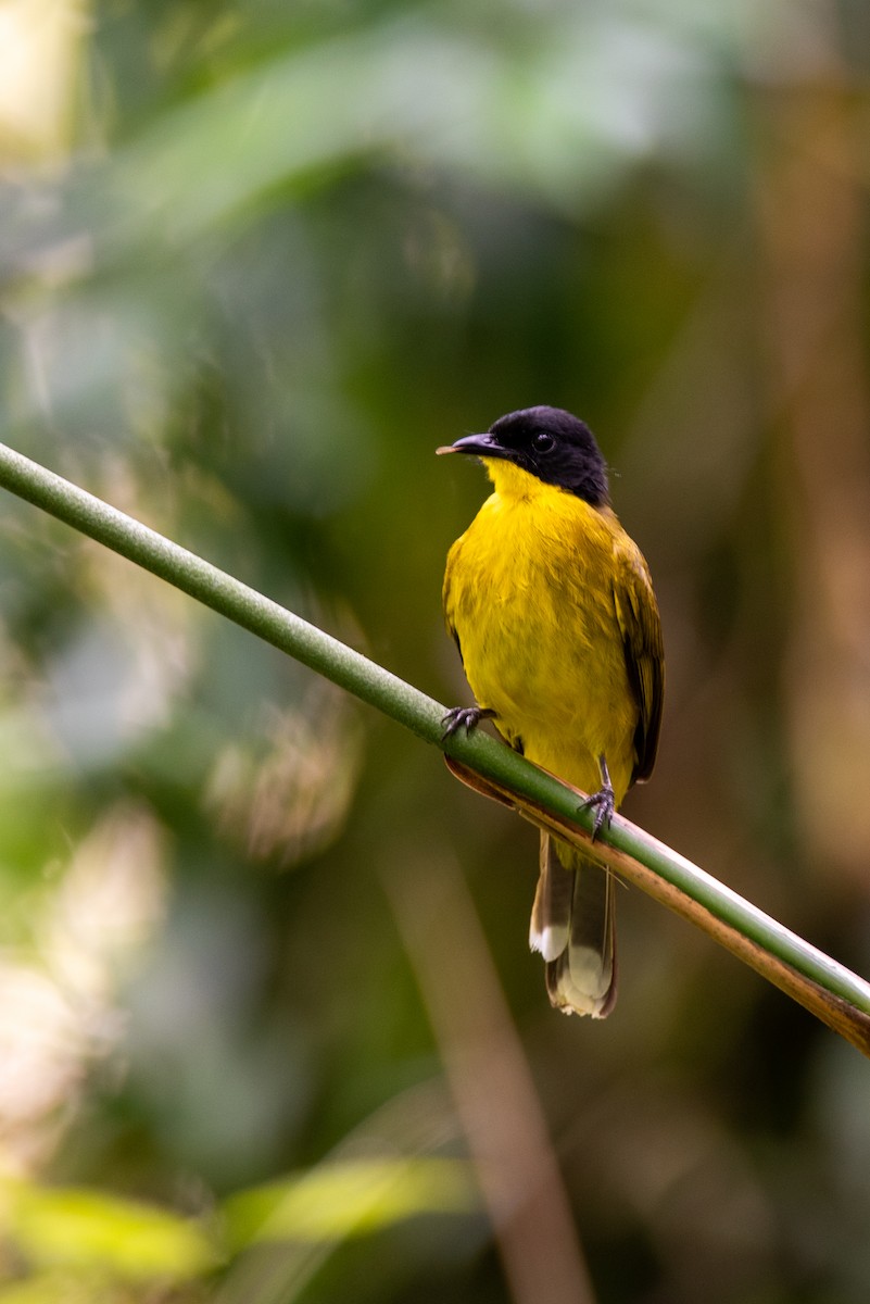 Black-capped Bulbul - ML643269823