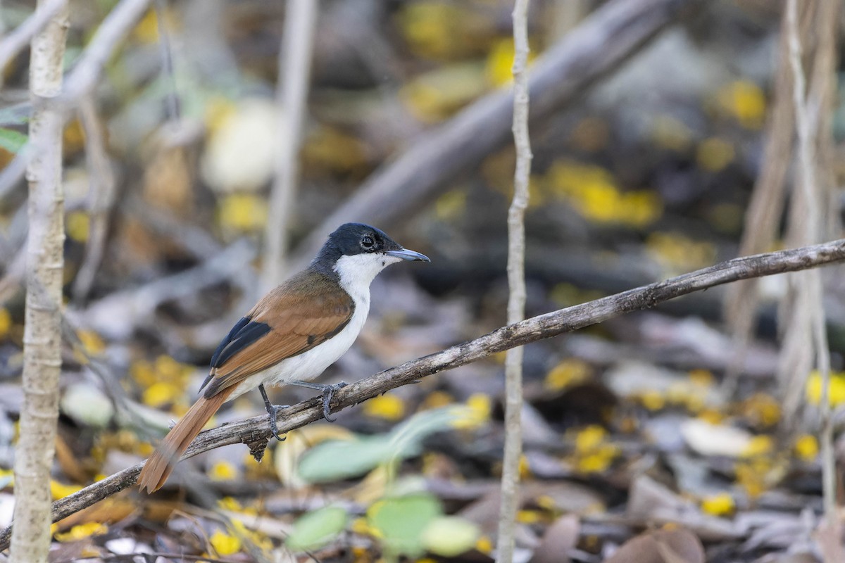 Shining Flycatcher - ML643269826