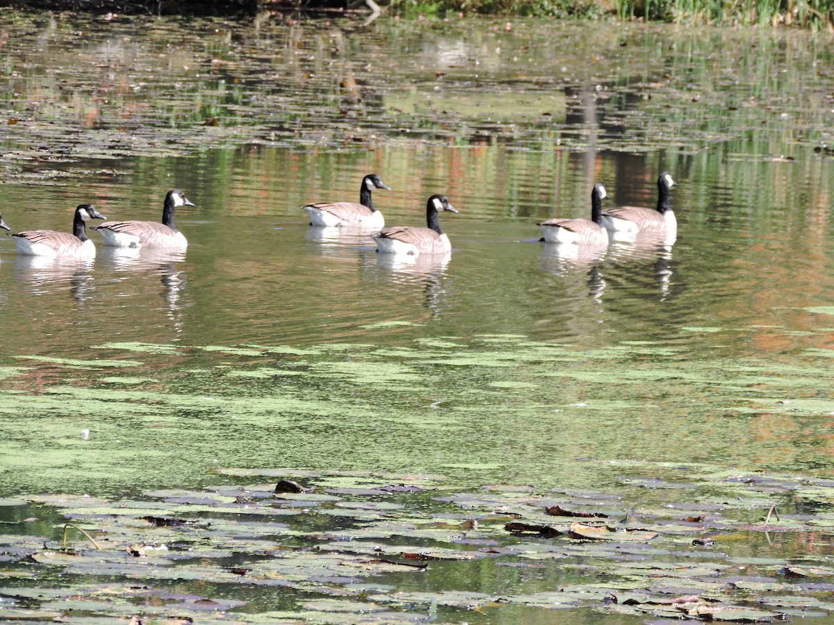 Canada Goose - ML643269833