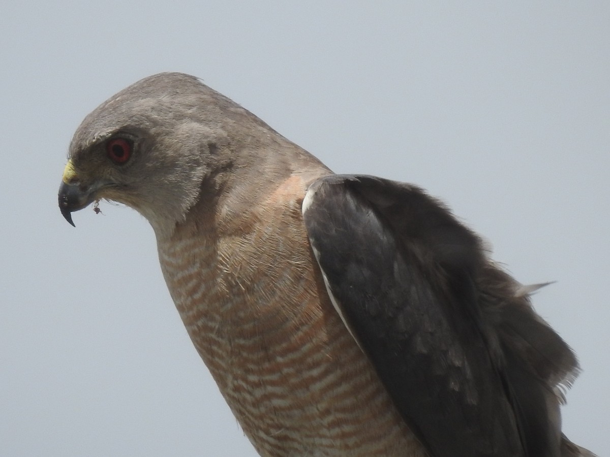 Shikra - ML643269834