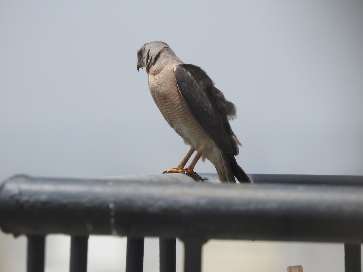 Shikra - ML643269835