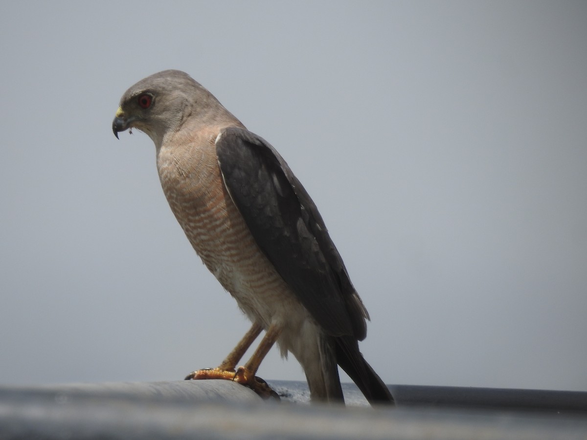 Shikra - ML643269836