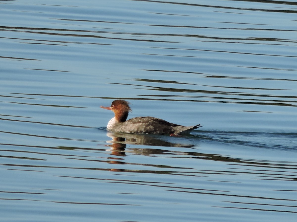 Red-breasted Merganser - ML643269849