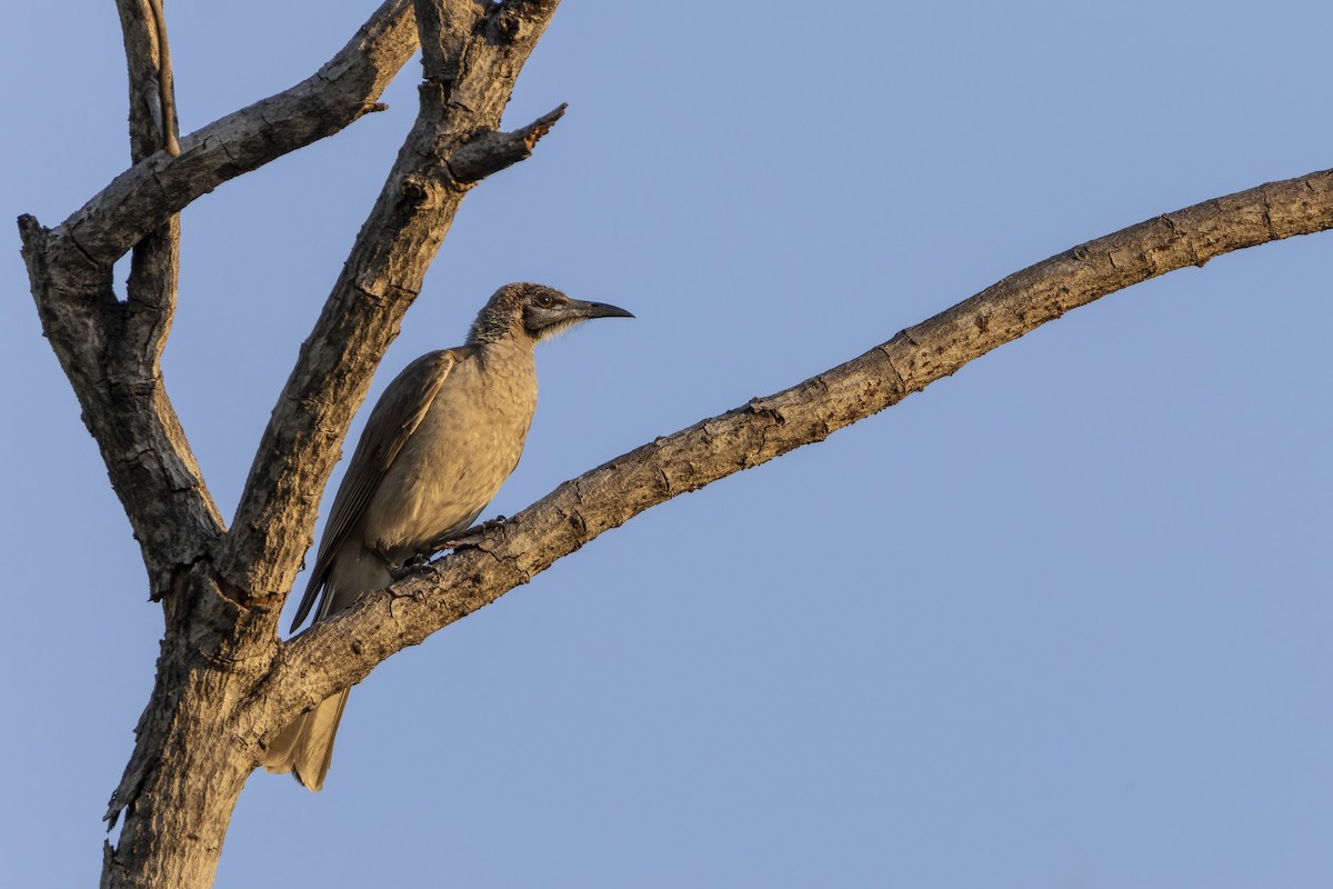 Little Friarbird - ML643269852