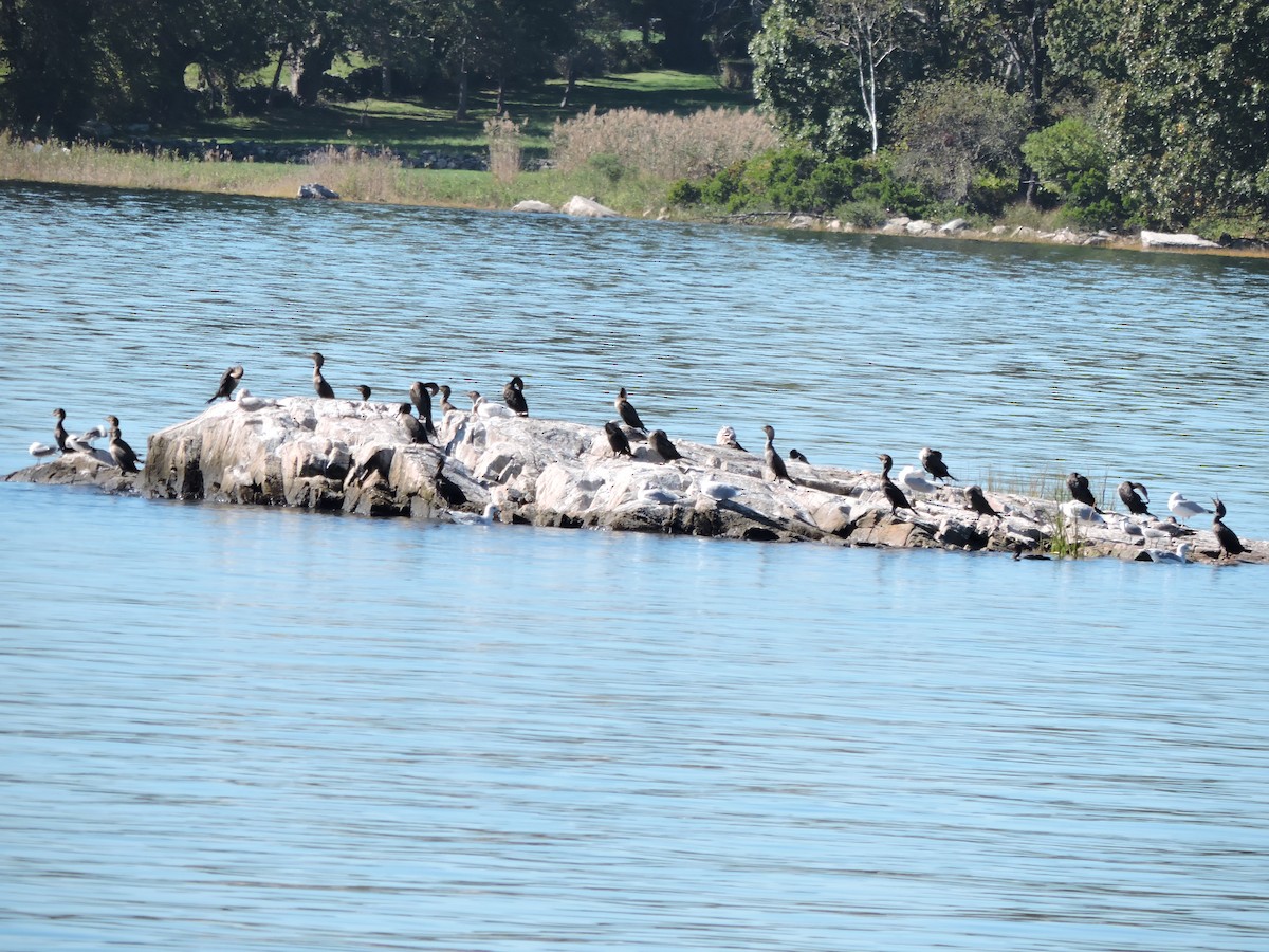 Double-crested Cormorant - ML643269853