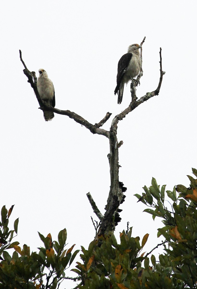 Yellow-headed Caracara - ML643269855