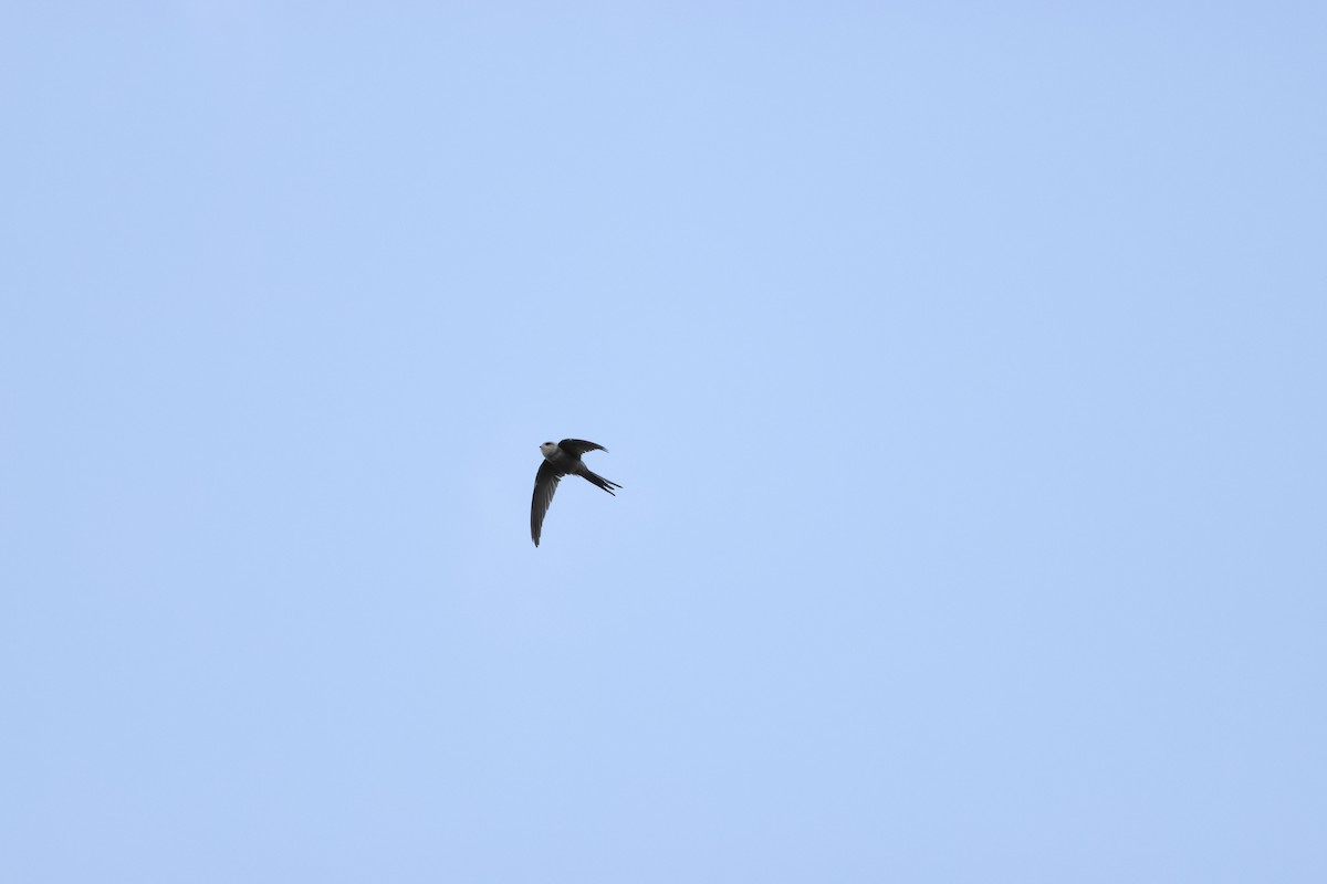 African Palm Swift - ML643269865