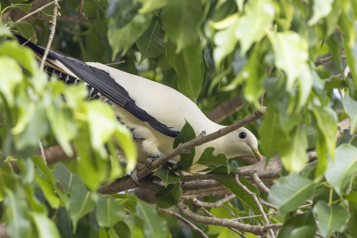 Torresian Imperial-Pigeon - ML643269884