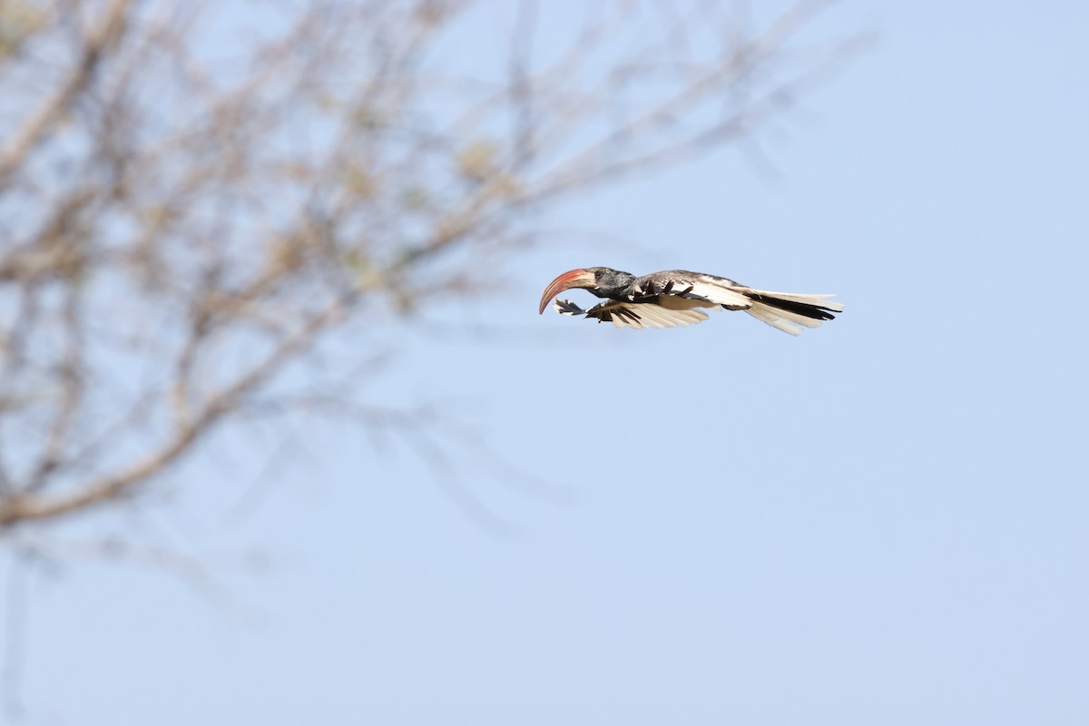 Monteiro's Hornbill - ML643269893