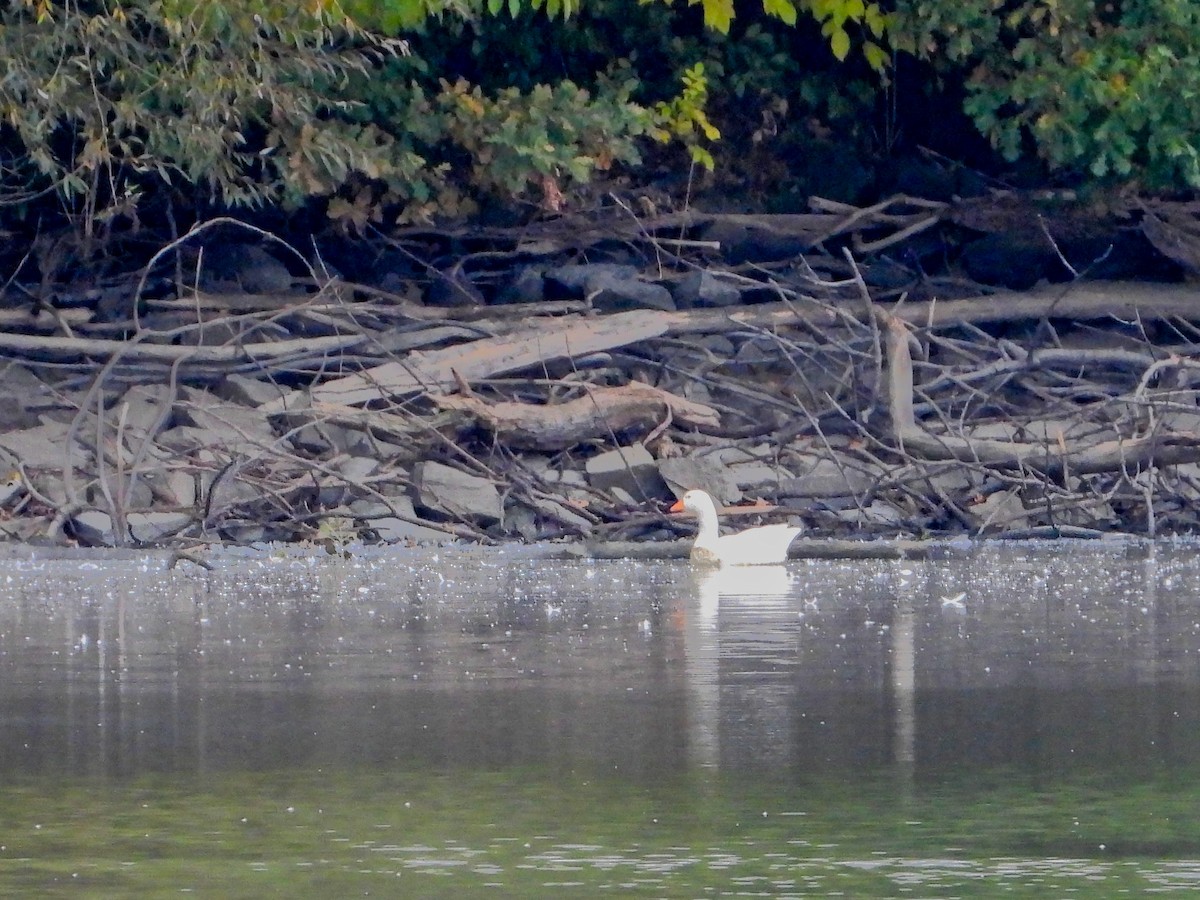 Graylag Goose (Domestic type) - ML643269904