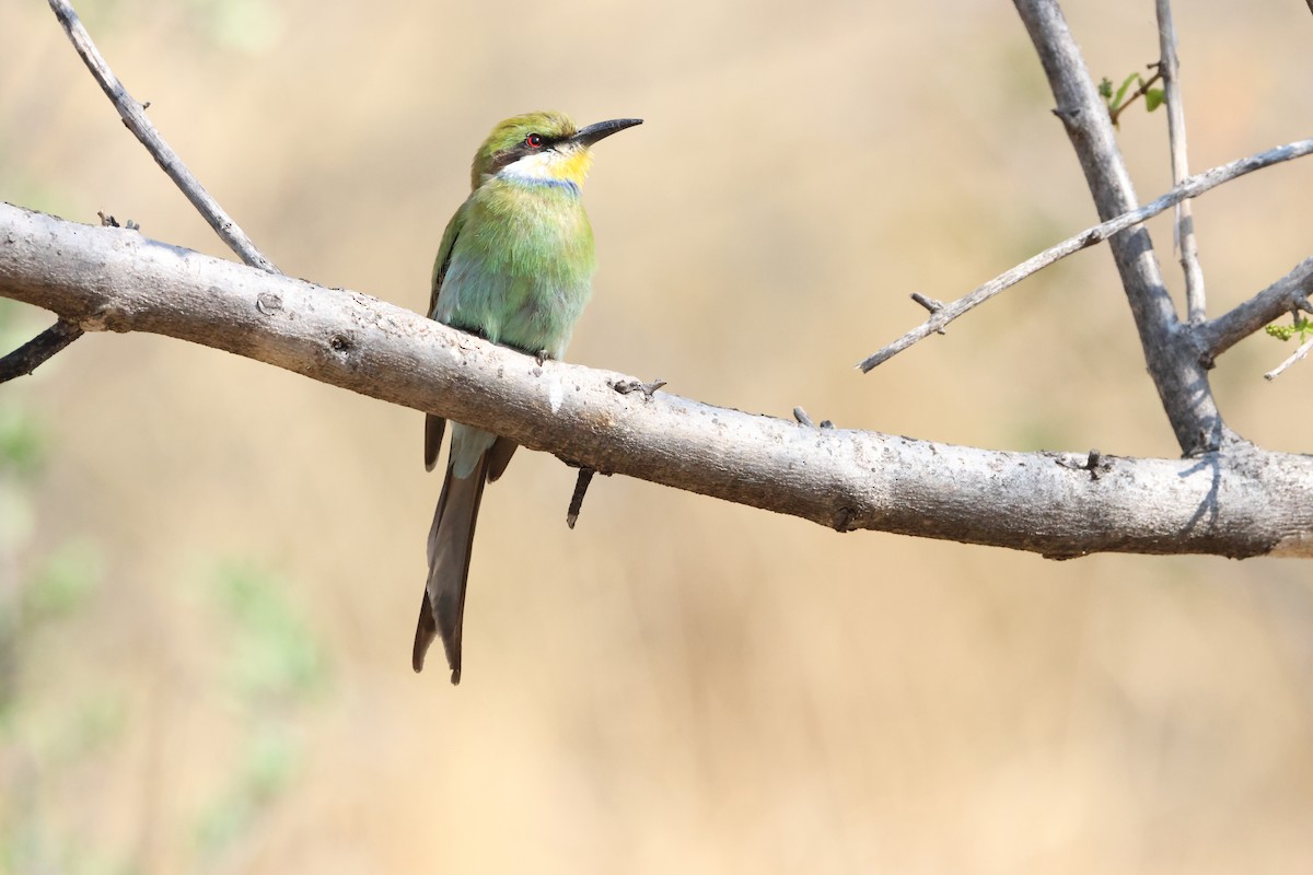 Swallow-tailed Bee-eater - ML643269908