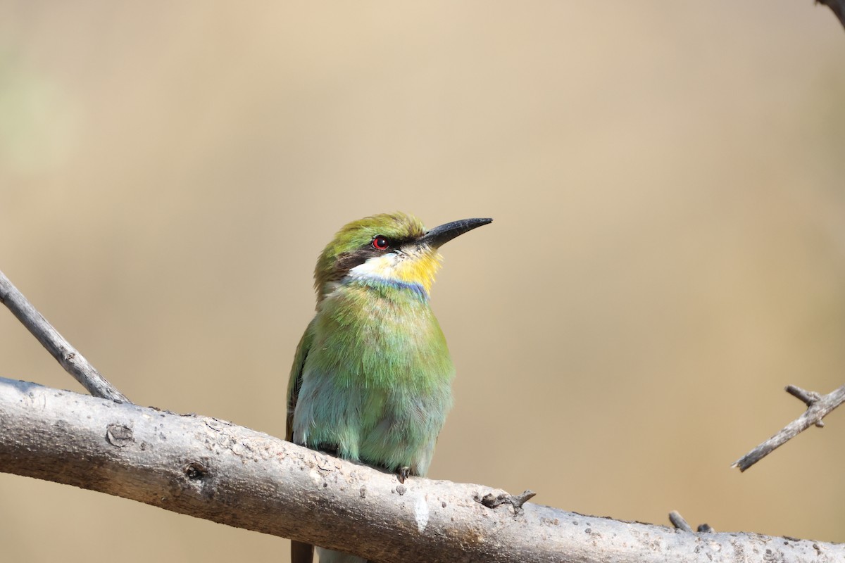 Swallow-tailed Bee-eater - ML643269909