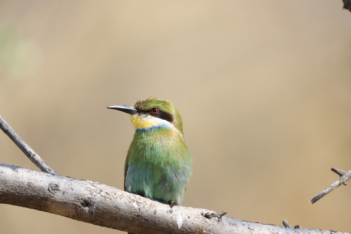 Swallow-tailed Bee-eater - ML643269910