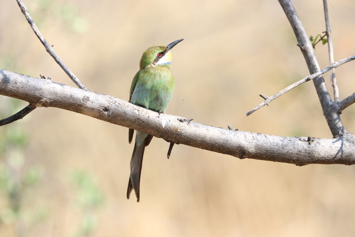 Swallow-tailed Bee-eater - ML643269911