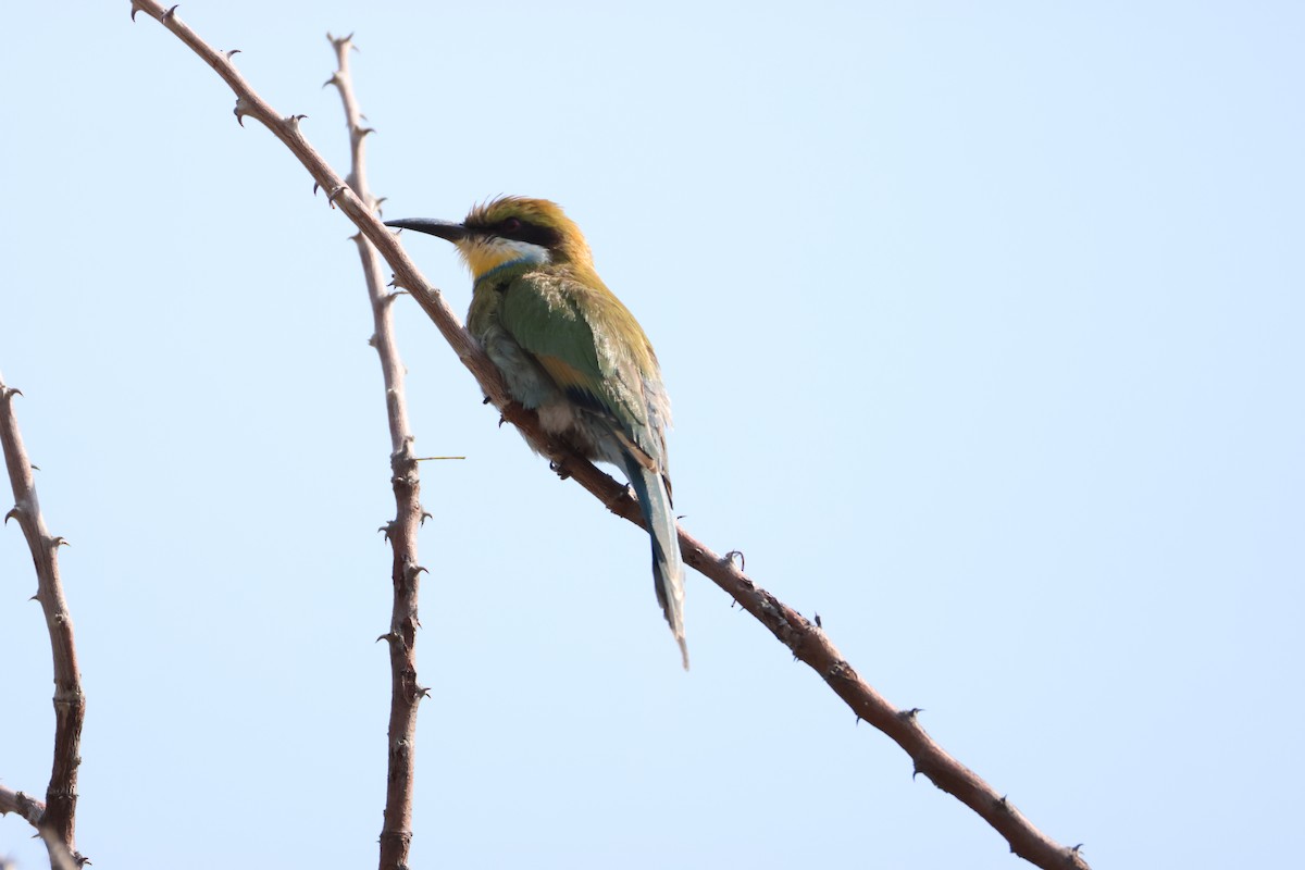 Swallow-tailed Bee-eater - ML643269912