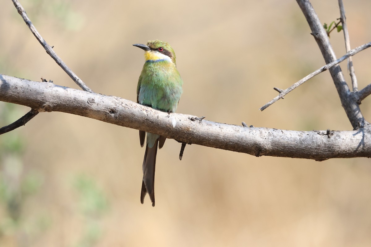 Swallow-tailed Bee-eater - ML643269913