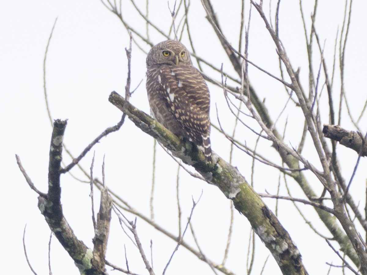 Asian Barred Owlet - ML643269914