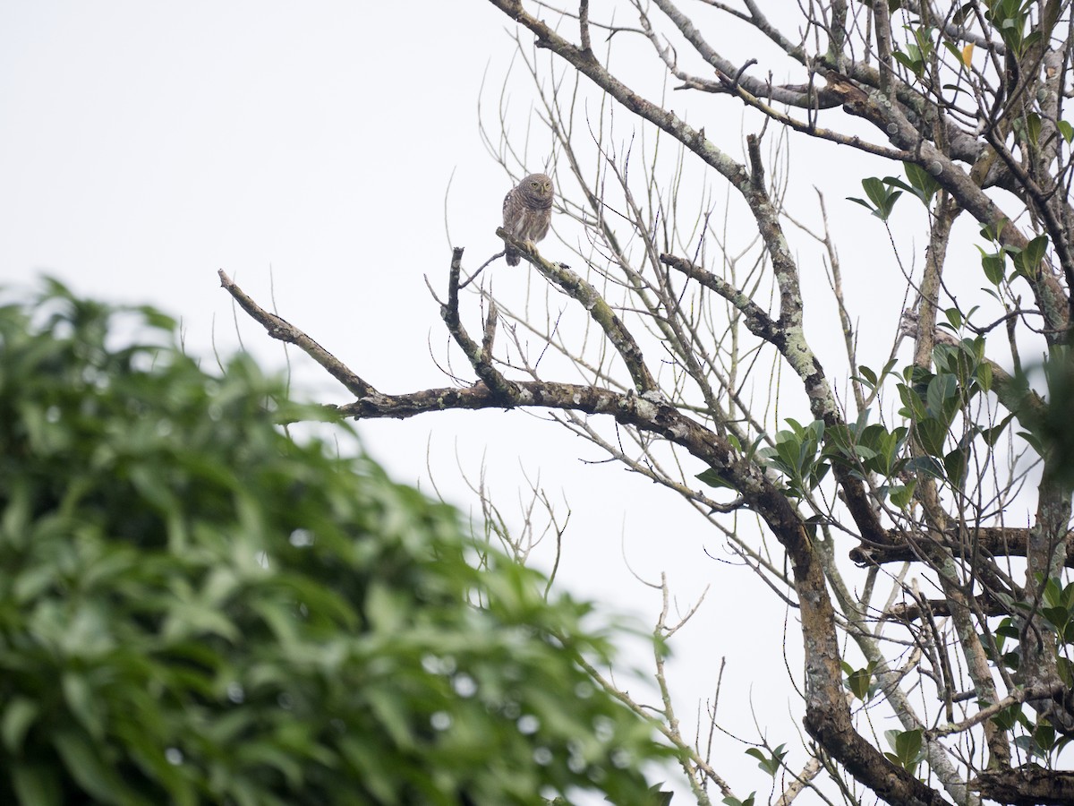 Asian Barred Owlet - ML643269918