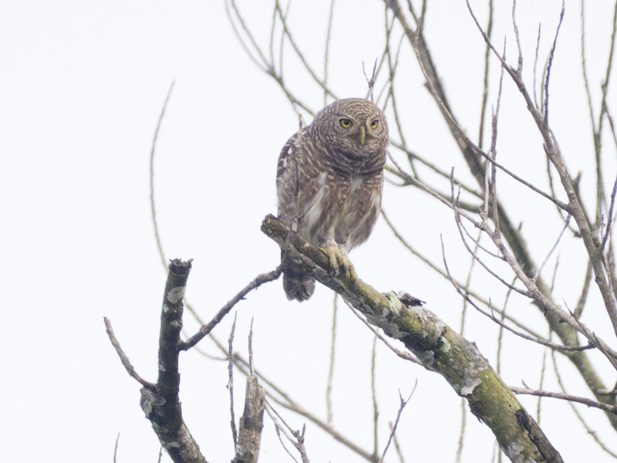 Asian Barred Owlet - ML643269927