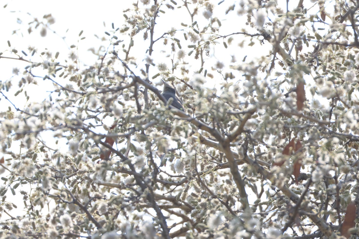 Long-billed Crombec - ML643269965