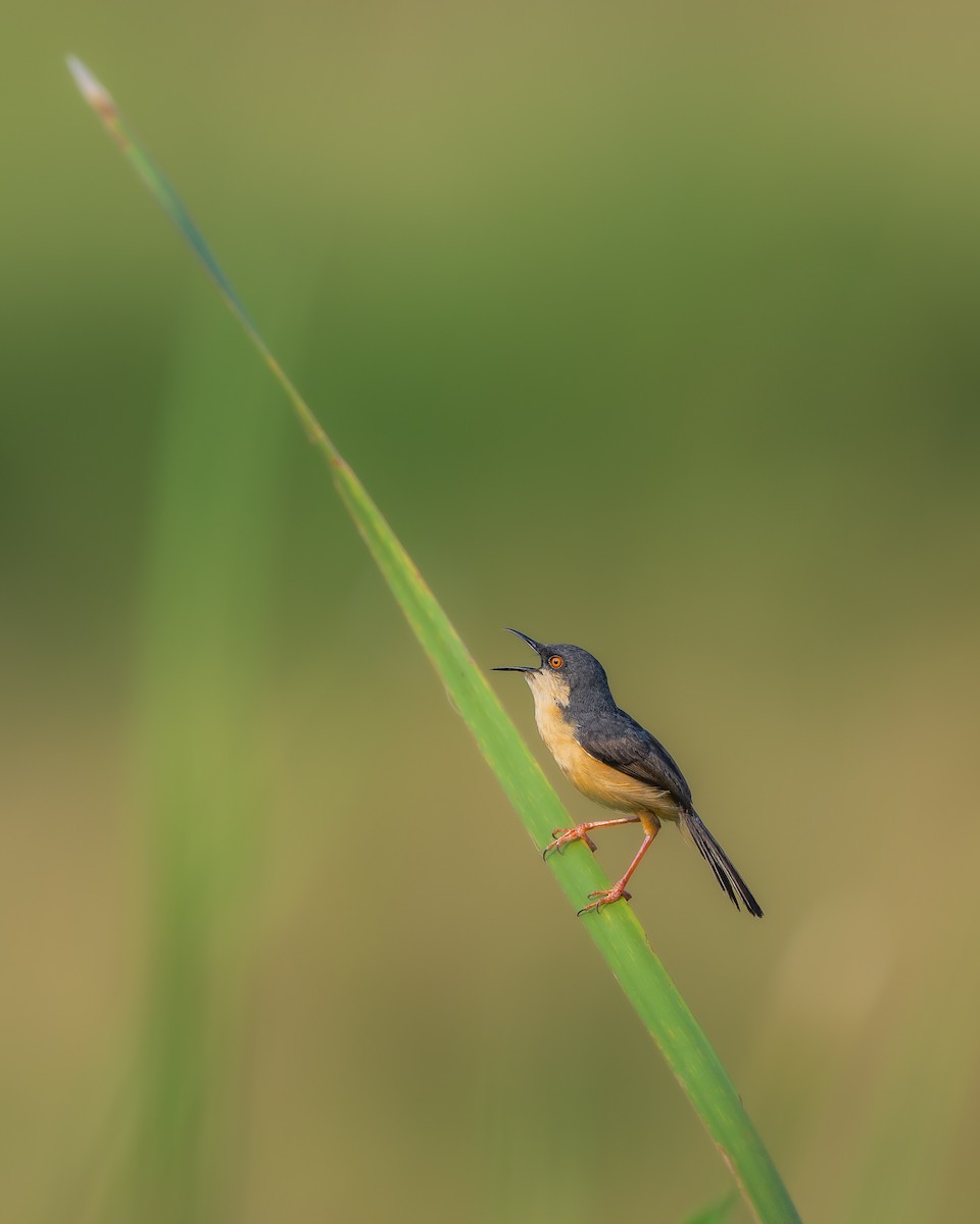 Ashy Prinia - ML643269969
