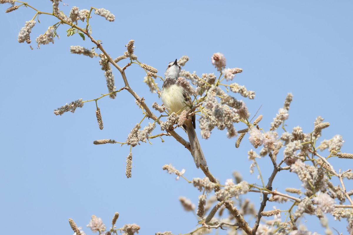 Black-chested Prinia - ML643269974